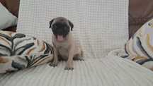 Pug macho fantastico