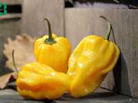 Pimenta Habanero Amarela (capsicum chinense)- sementes