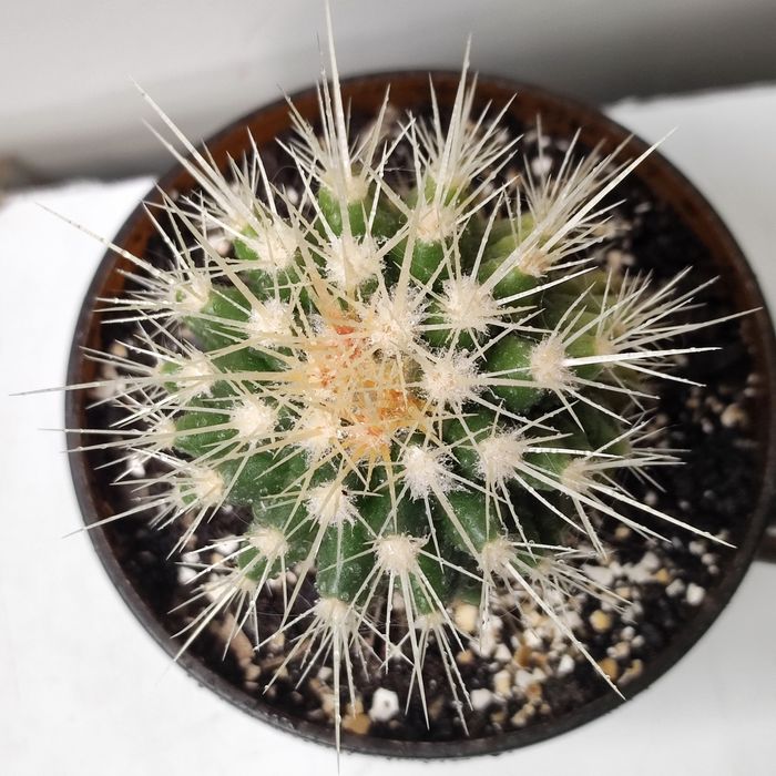 Кактус Эхинокактус Грузони