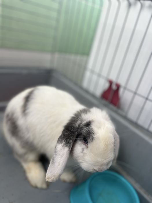 Coelhos fémeas (2 irmãs)