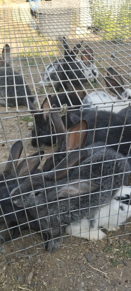 Продам молоді кролі