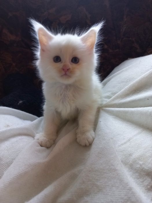 Biały kocurek Maine Coon