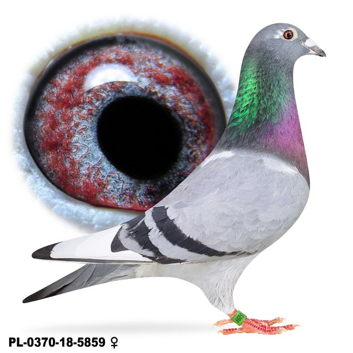 Młode Para 48 Oryg. IKD Łepuch VOS 94 gołąb gołębie pocztowe