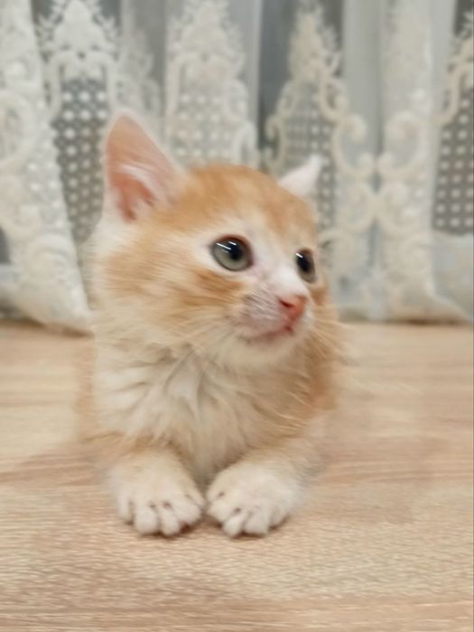 Кошеня 2 міс хлопчик