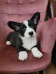 Welsh Corgi Cardigan FCI