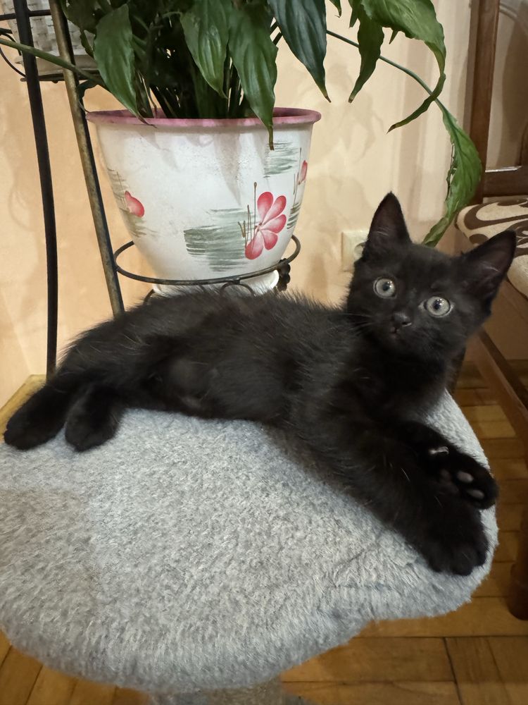 Котик в добрі руки