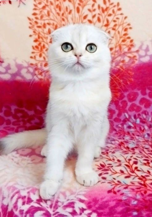 Шикарная малышка, ооочень умненькая и ручная кицюня