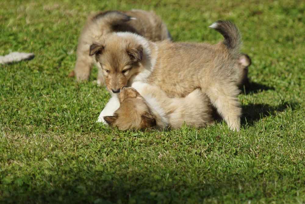 Owczarek Szkocki Długowłosy Collie