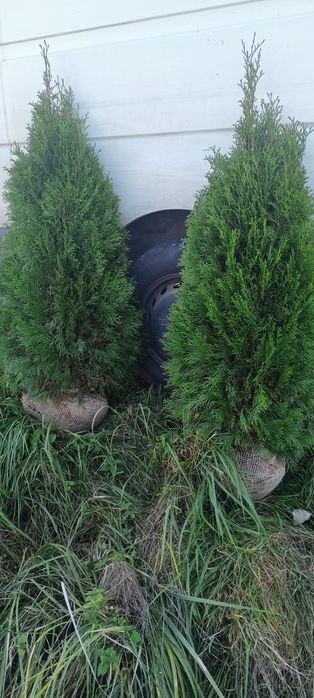 Katalpa,kataloy , bonsai