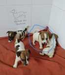 Jack russell terrier