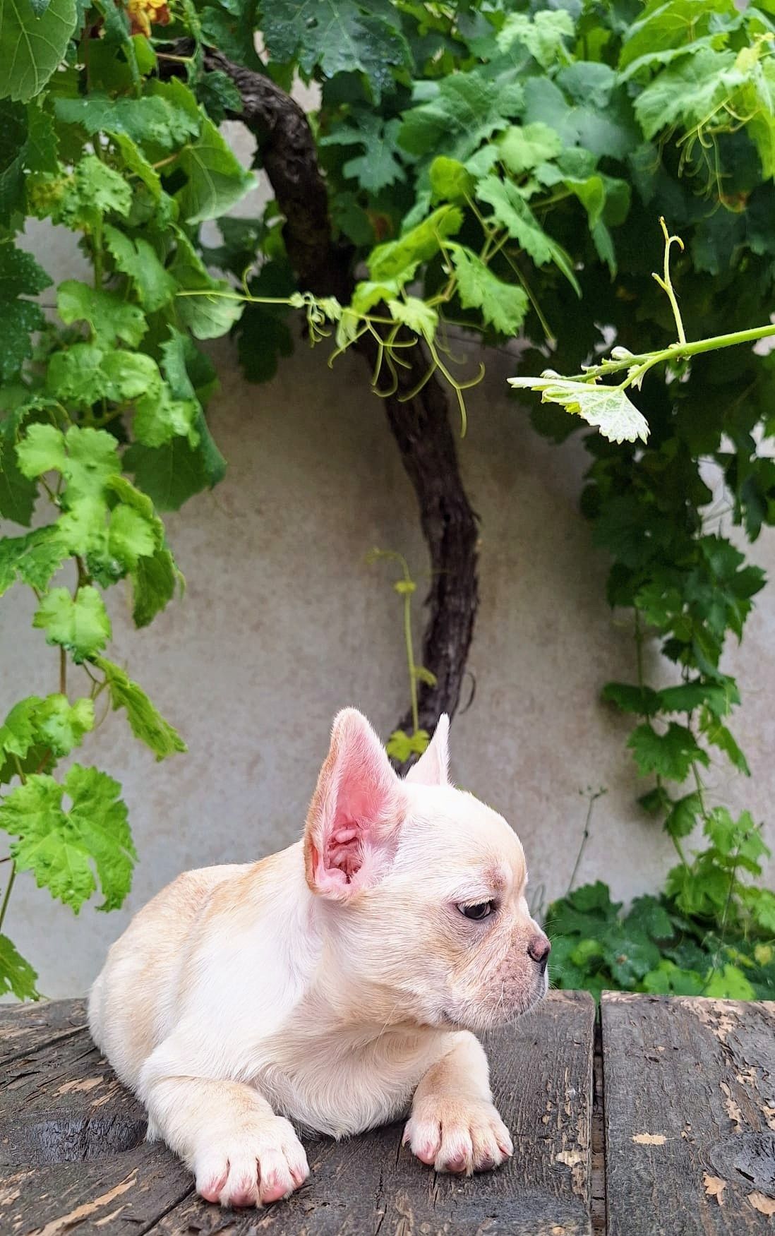 Bulldog Francês Platiniun