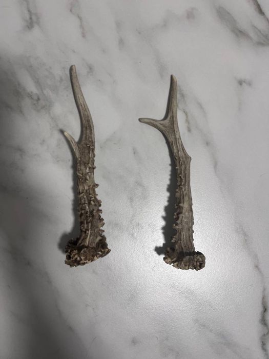 Рога косули, очень хорошие