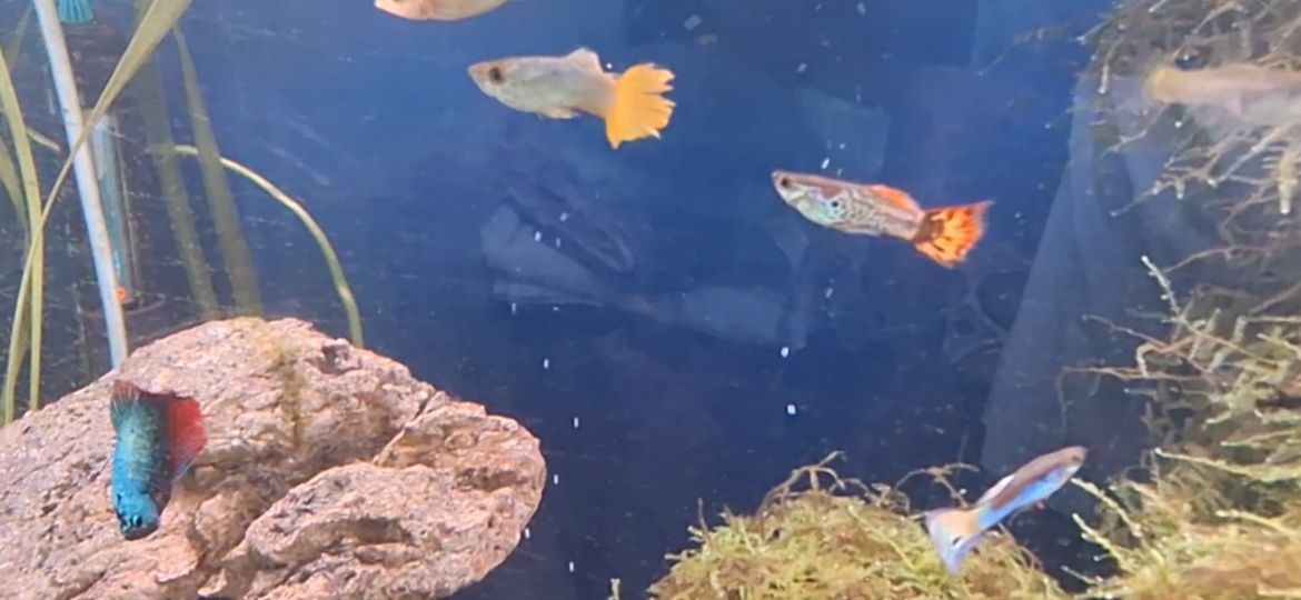Guppys coloridos