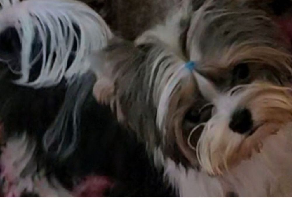 Malusieńki tylko 1.2kg!!! unikatowy pieseczek Biewer Terrier