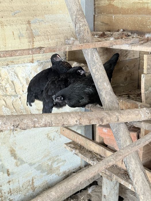 Galo , Galinhas e frangos