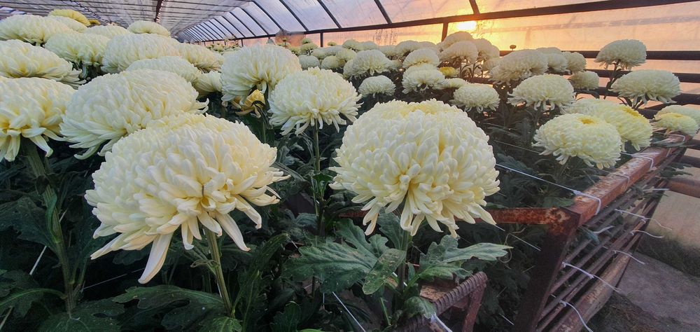 Chryzantemy cięte Cremist i doniczkowe drobnokwiatowe!!!