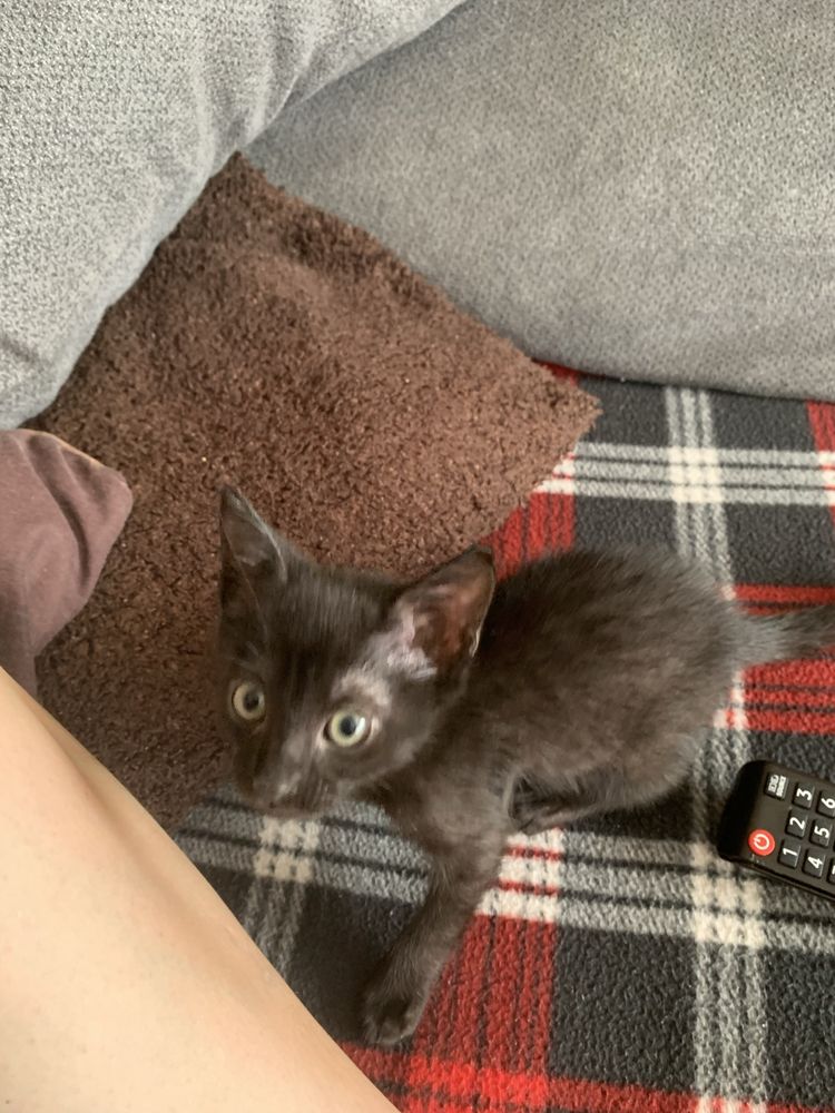 Gatinha bebé para adoção