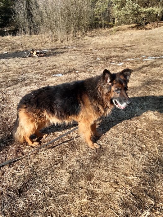 Śliczny starszy  owczarek niemiecki Dior do adopcji że schroniska .