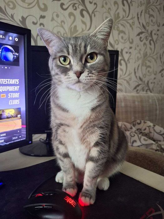 Присмотрю за кошечкой/котиком (Передержка кота)