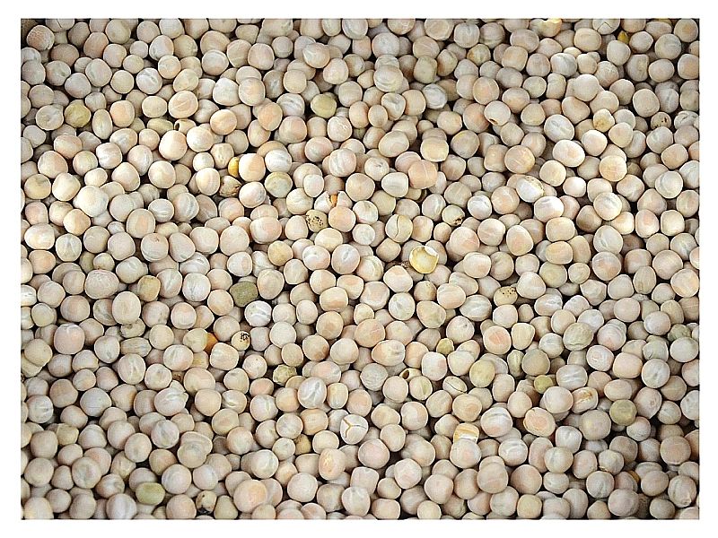 5kg Groch żółty całe ziarno zanęta wędkarska karp karaś leszcz