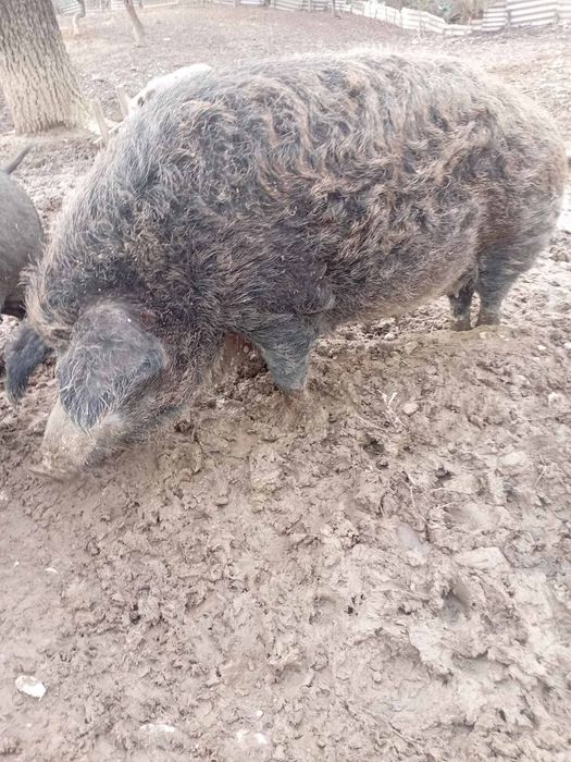 Продаю поросята Венгерська Мангалиця і В'єтнамські. Також може бути на
