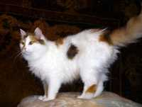 Мери - белая, пушистая, яркая сибирская кошка трехцветка