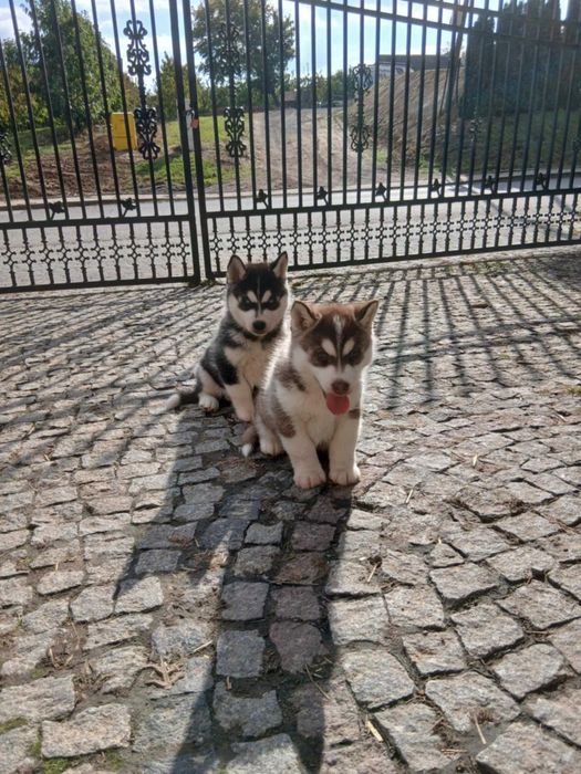 Szczeniak rasy Syberian husky z rodowodem