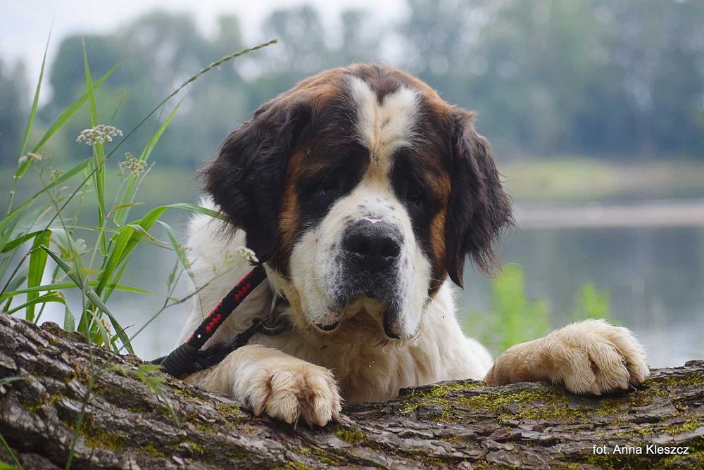 Tibor – olbrzym o złotym sercu w typie bernardyna szuka domu