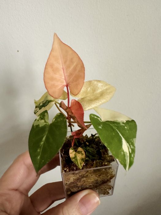 Fallopia Multiflora Variegata - roślina kolekcjonerska