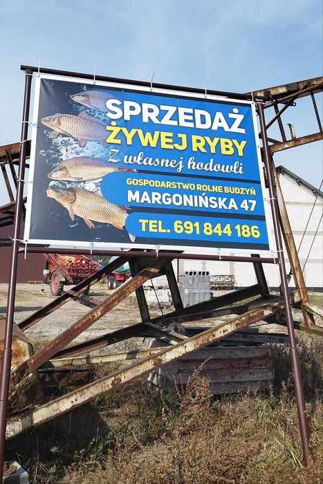 Karpie Ekologiczne sprzedaż i zapisy świąteczne .