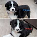 Border Collie piesek czarno-biały przebadani rodzice
