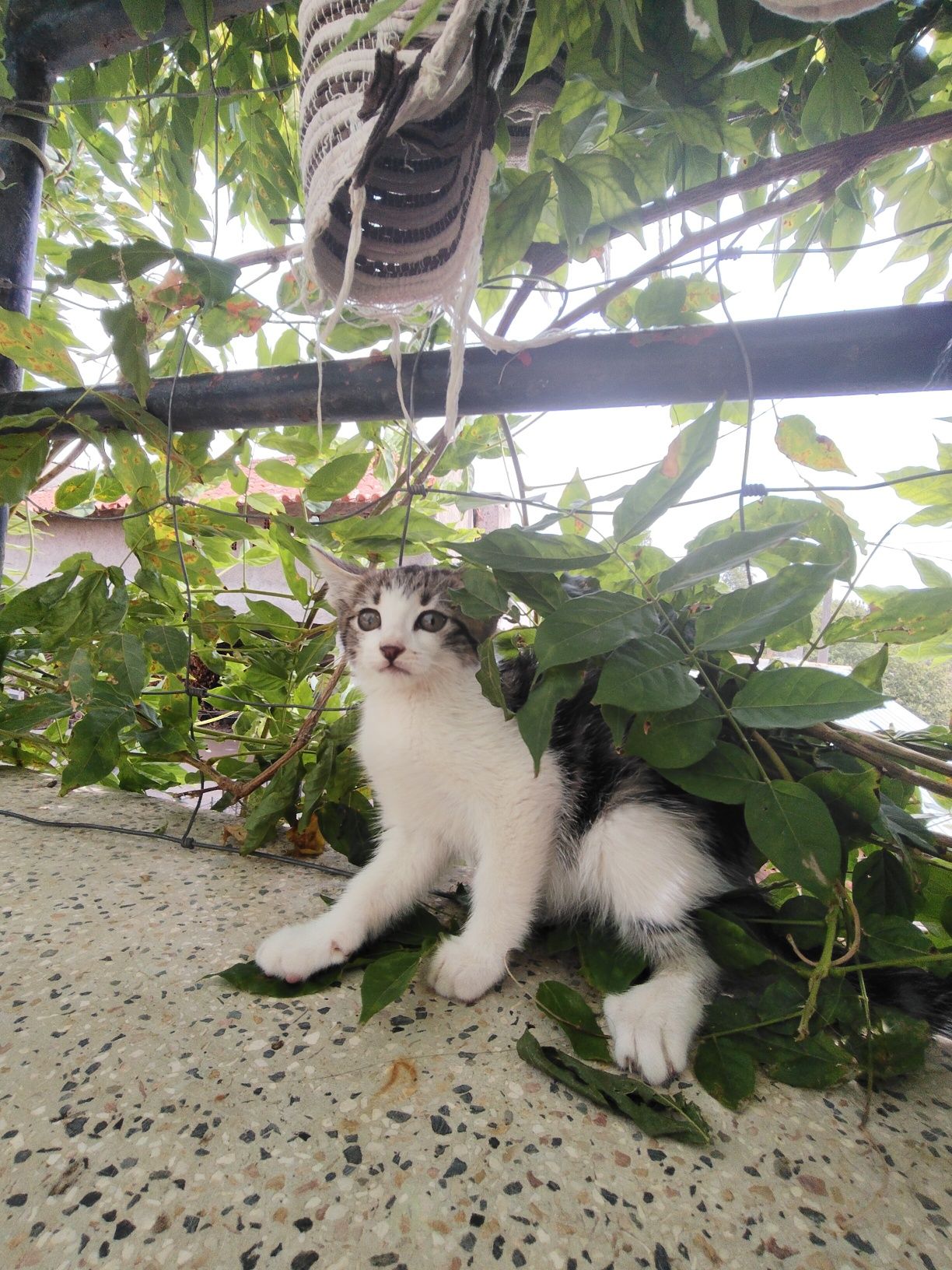 Gatinho./macho./