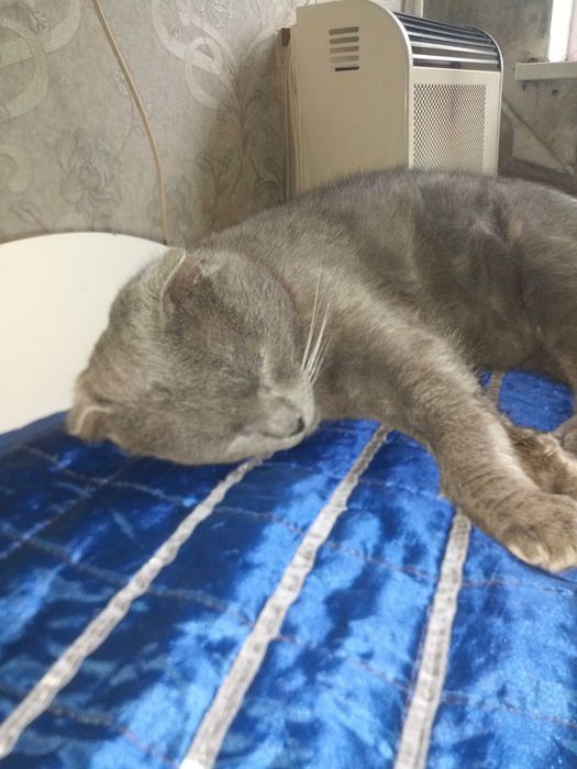 Загубився котик!!!