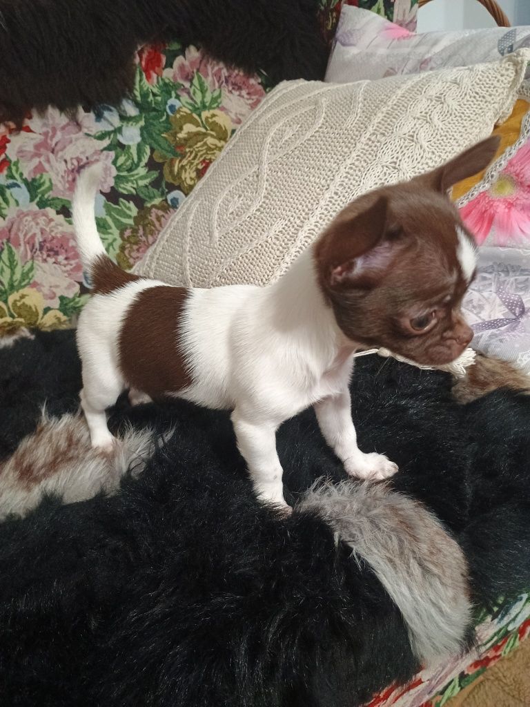 Chihuahua XXS, delikatna dziewczynka „CALLA"
