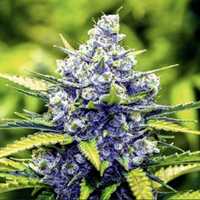 60 Dni‼️ Blueberry 100szt Nasiona Marihuany Konopie Indyjskie THC