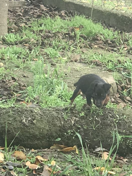 Продам щенков ягдтерьера