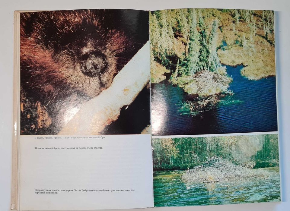 Жак-Ив Кусто Ив Паккале Лососи, бобры, каланы издание 1983 года