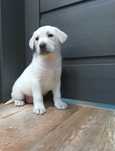 Labrador Retriever biszkoptowy szczeniaczek