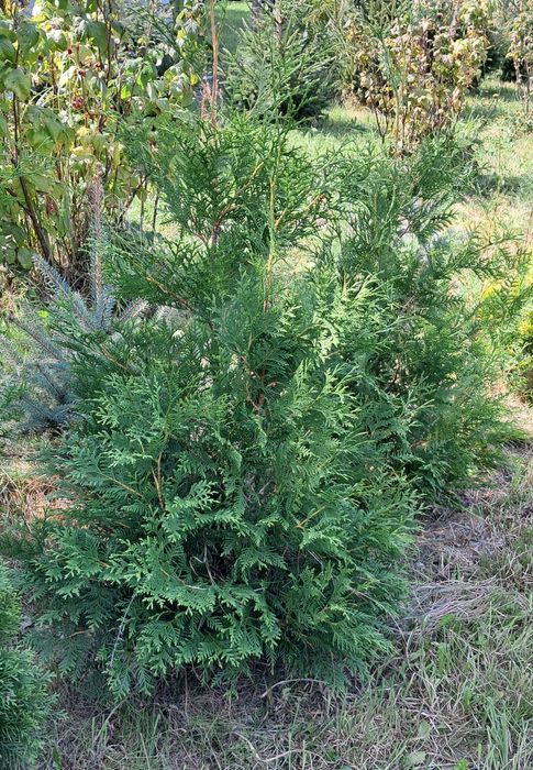 Trzmielina Fortunea 30cm