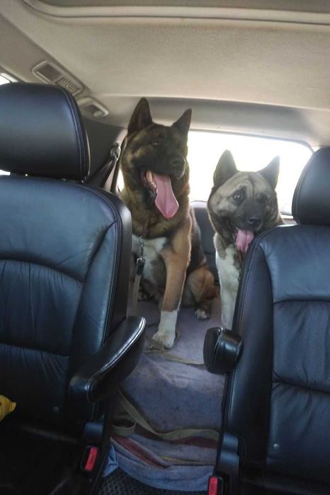 Доставка тварин. Перевезення тварин. Суми. Переїзд. Трансфер