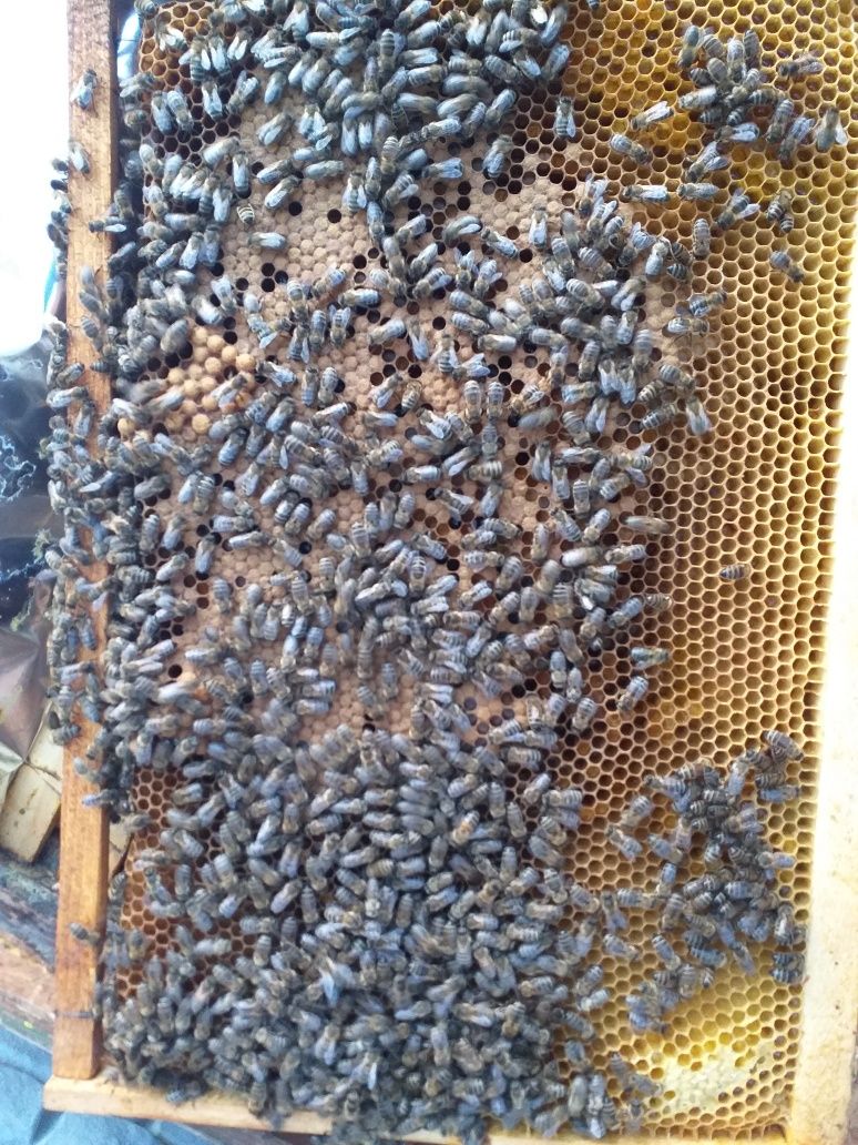 Продам Бджолосімї пчелосемьи Київська область бджоли пчелы