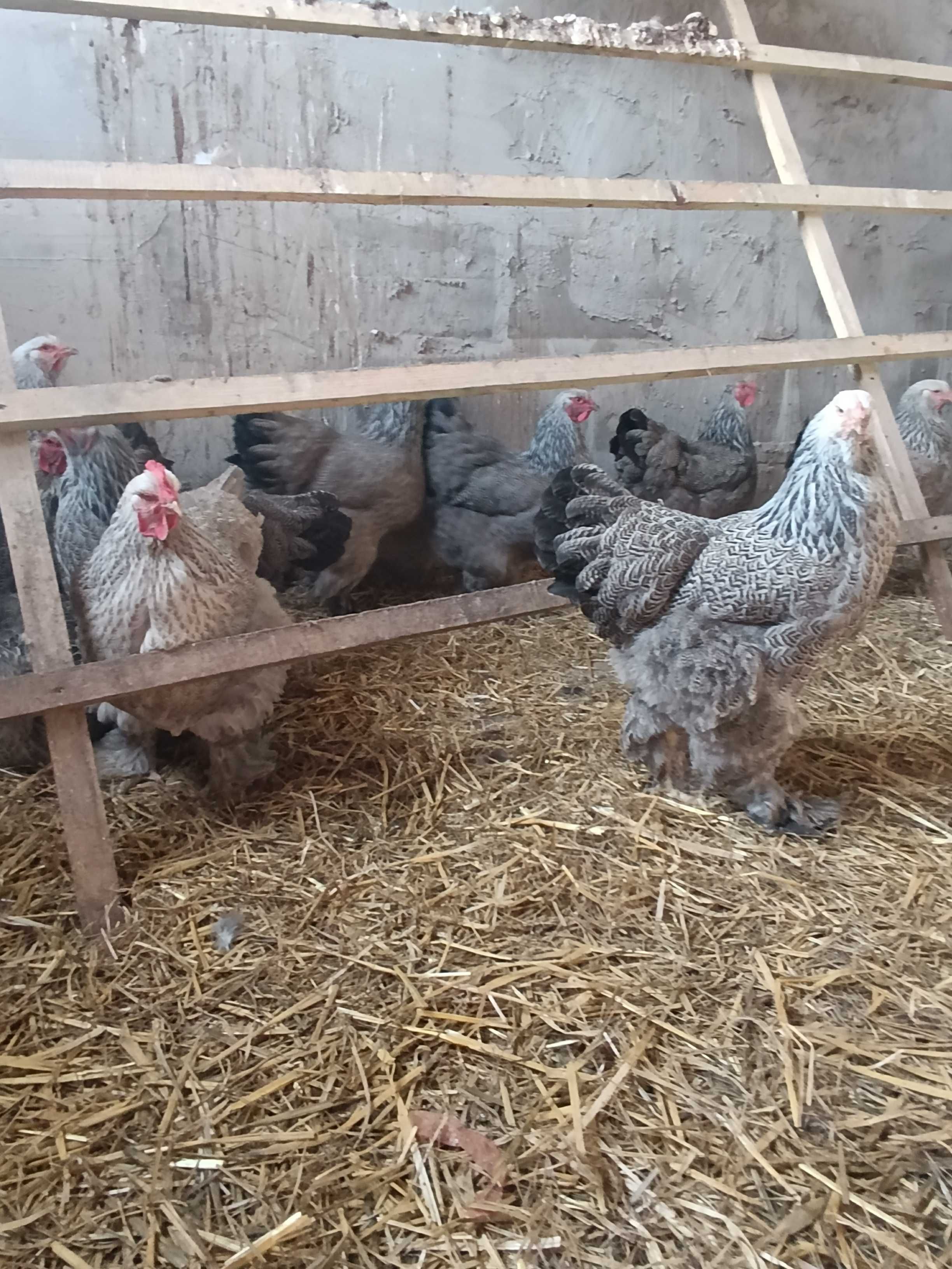 KURY dorosłe, Jaja lęgowe Brahma srebrna i lemon, kuropatwiane Okazja