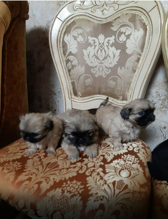 Королівські пекінеси