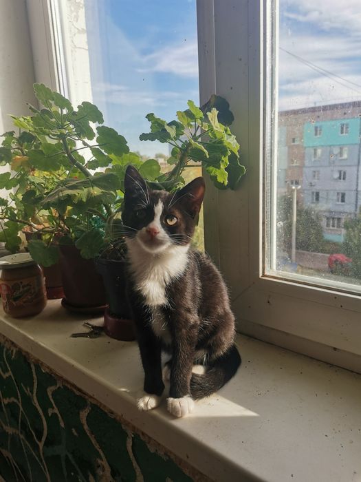 Кошенята в Добрі руки