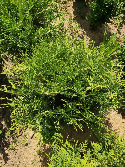 Туя Даніка Ауреа