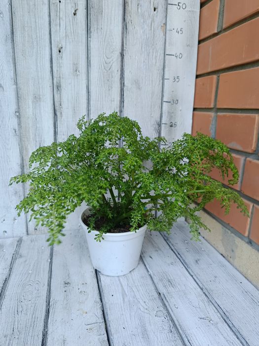 Комнатные растения, алоказия, фикус