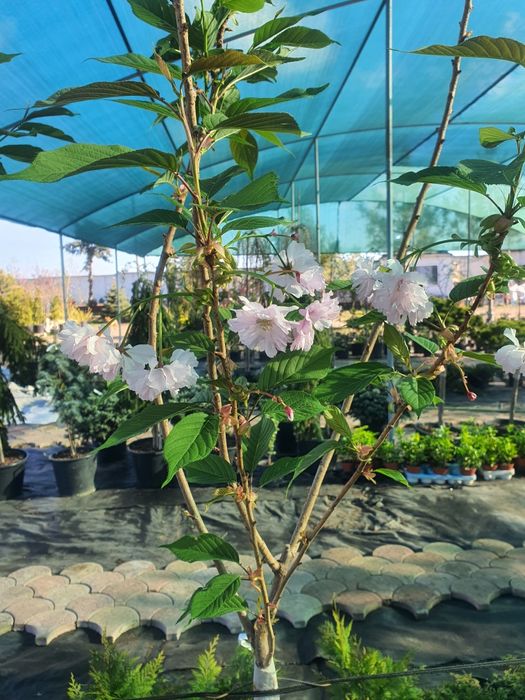 Сакура плакучая сорт канзан взрослые деревья 200см