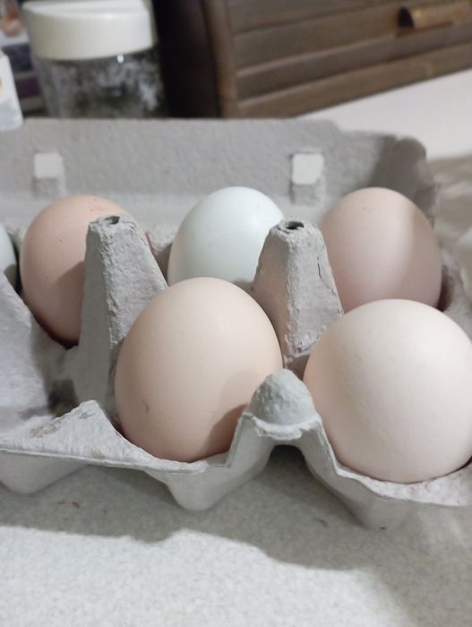 Swojskie Jaja świeże