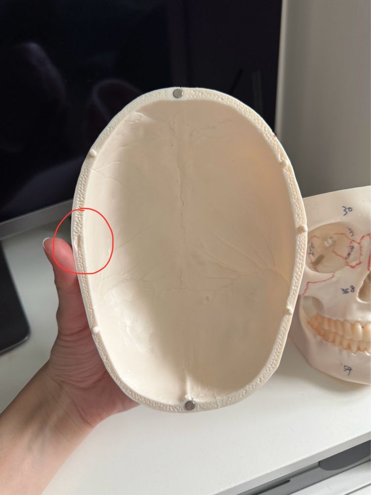 Model anatomiczny czaszki Medwil