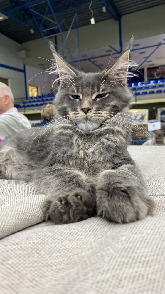 Toscana Niebieska duża kotka Maine Coon *FPL*